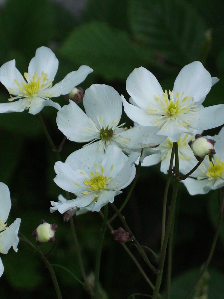 Stessa zona - Ranunculus sp.